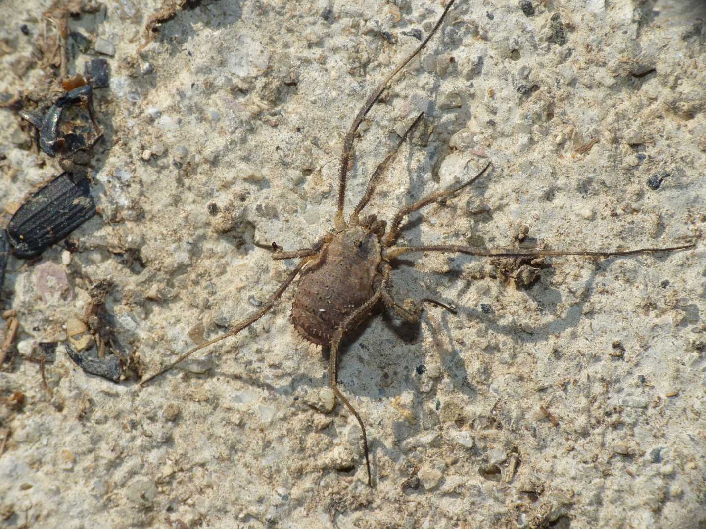 Opilionide romano di media grandezza: Lacinius cf horridus